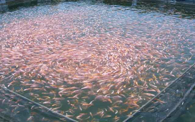 Panduan Budidaya Ikan Mas : Pemula Bisa Untung Besar