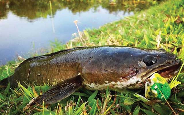 10 Tips Budidaya Ikan Gabus di Kolam Terpal Untuk Pemula