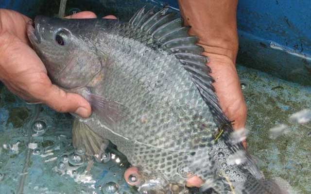 7 Tips Budidaya Ikan Nila dari Pilih Kolam, Bibit dan Perawatan