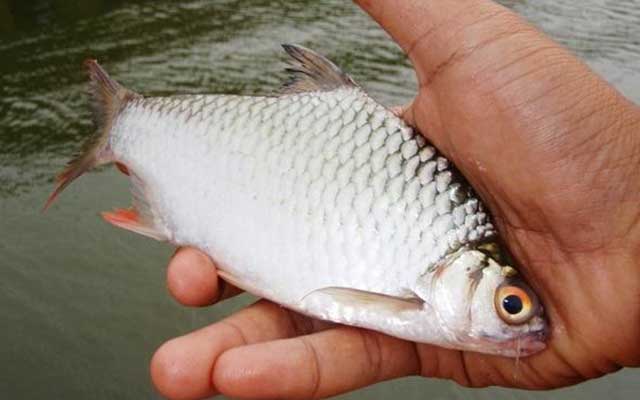 5 Resep Umpan Ikan Bader Sirip Merah Paling Ampuh