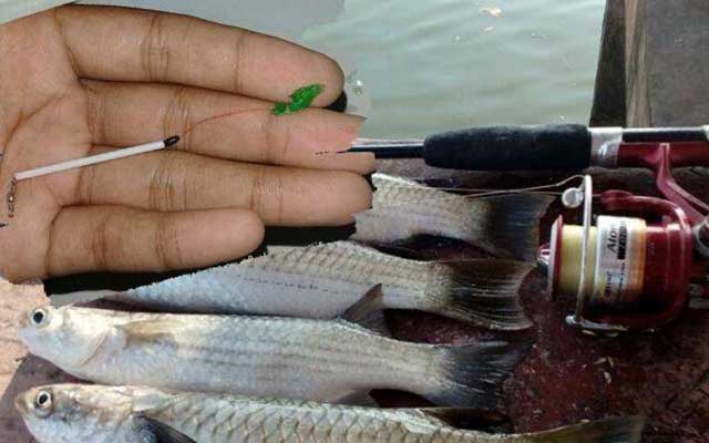 5 Umpan Ikan Belanak Paling Jitu dan Cara Membuatnya